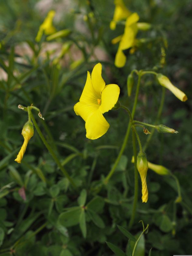 Muchas de las plantas comercializadas como “trébol de la suerte” no son tréboles reales. En la mayoría de los casos, se trata de especies del género Oxalis. 