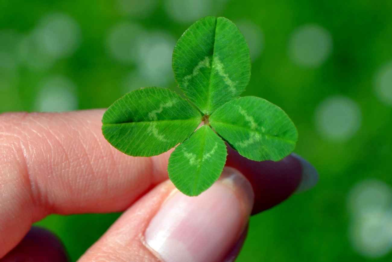 Muchas de las plantas comercializadas como “trébol de la suerte” no son tréboles reales. En la mayoría de los casos, se trata de especies del género Oxalis. 