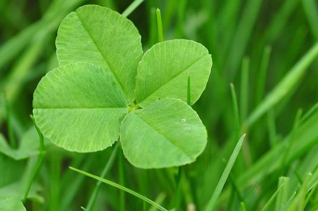 Muchas de las plantas comercializadas como “trébol de la suerte” no son tréboles reales. En la mayoría de los casos, se trata de especies del género Oxalis. 