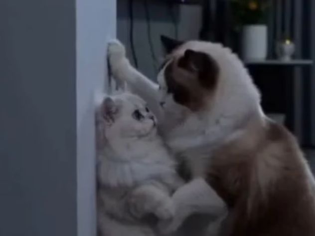 Series con animales hechos por IA: el nuevo furor que compite con las novelas turcas.