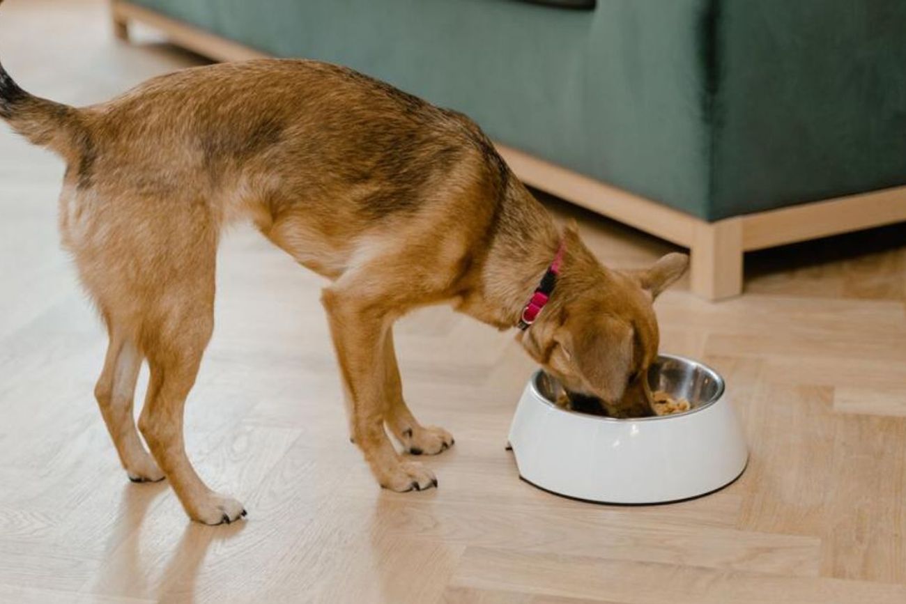 La receta fácil y saludable que podés sumar a la dieta de tu mascota 