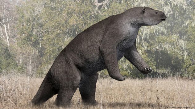 Asi era un megatherium, o megaterio, una especie de perezoso gigante. 