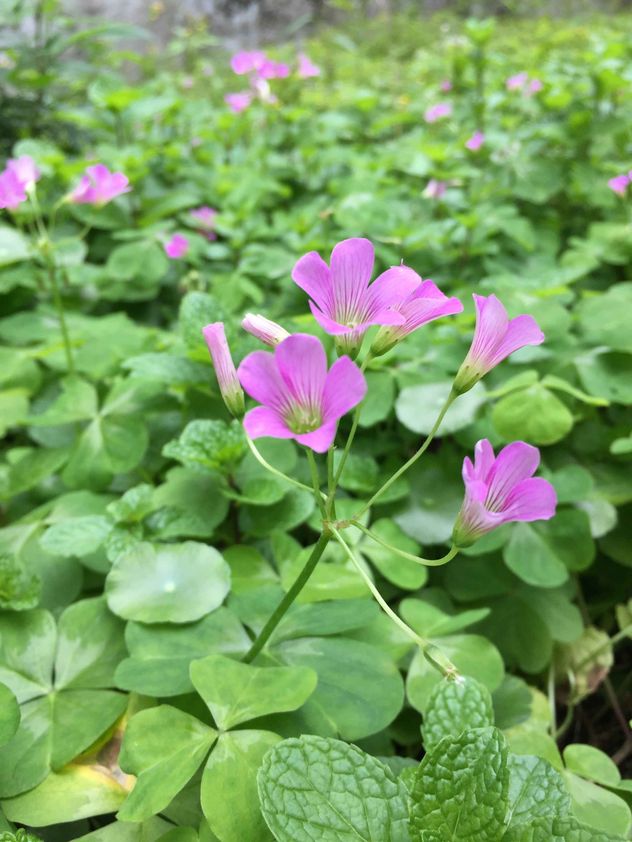 Muchas de las plantas comercializadas como “trébol de la suerte” no son tréboles reales. En la mayoría de los casos, se trata de especies del género Oxalis. 
