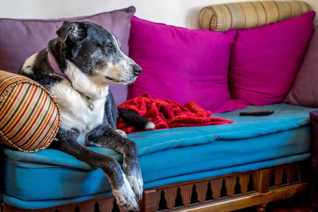 Para muchos, las mascotas son consideradas miembros de la familia. Por eso crean espacios seguros para ellos.