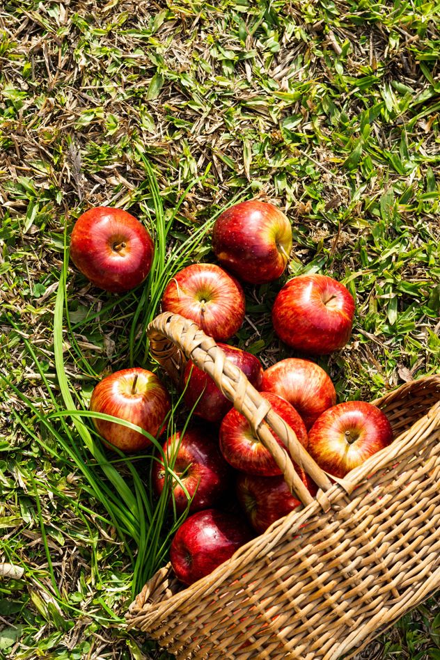 Los beneficios de la manzana para la salud. 