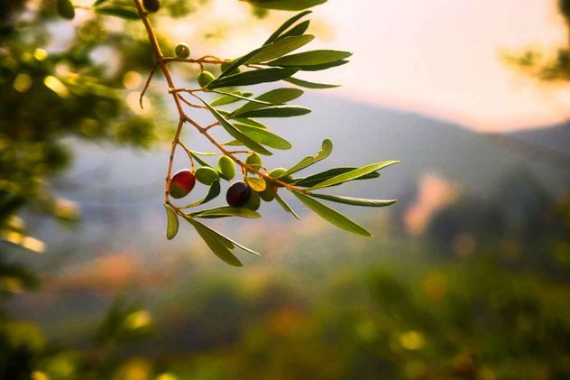 En época de los romanos, el aceite de oliva virgen ya era tan apreciado que se exigía a las poblaciones conquistadas el pago de tributos con este producto. 