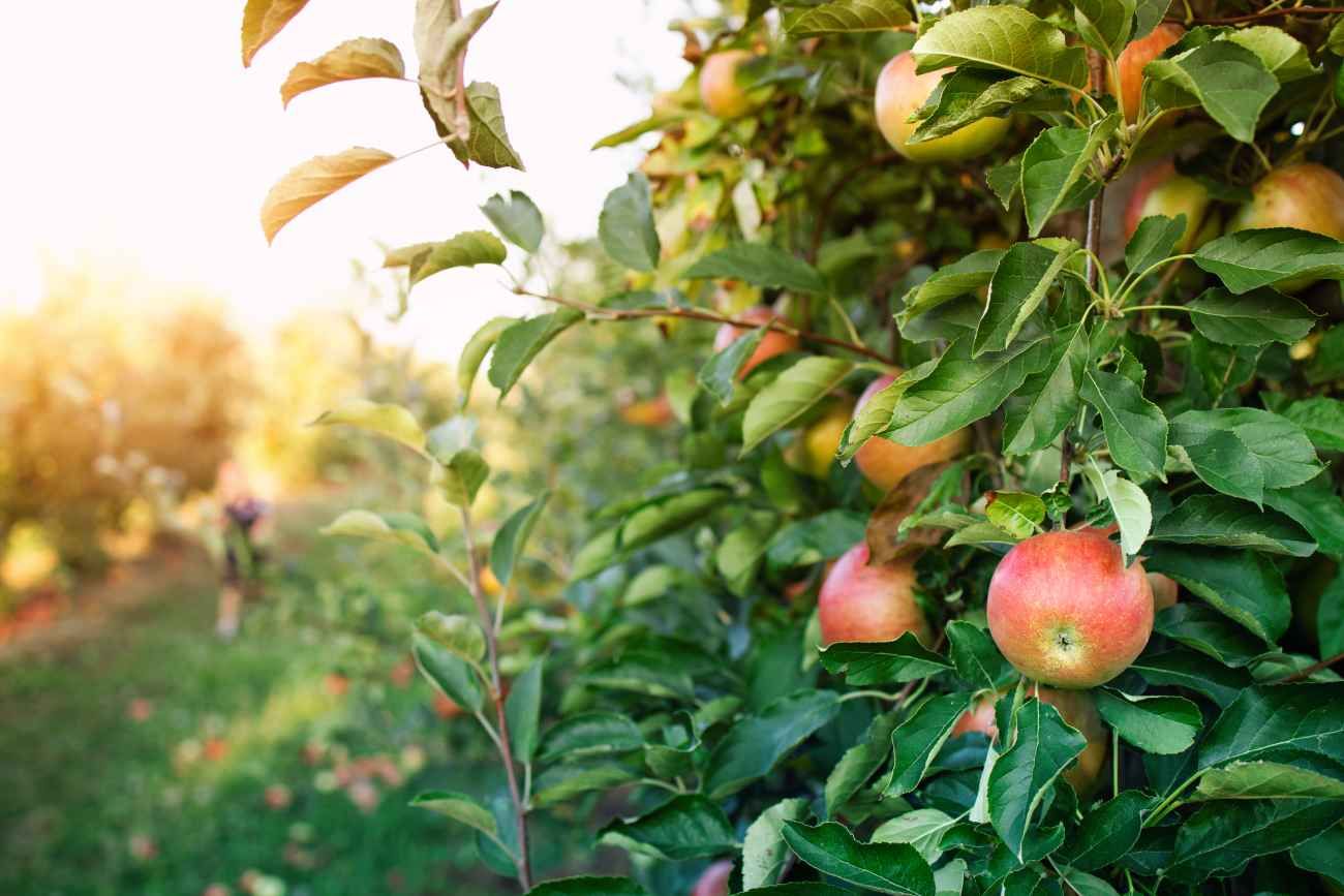 Los beneficios de la manzana para la salud. 