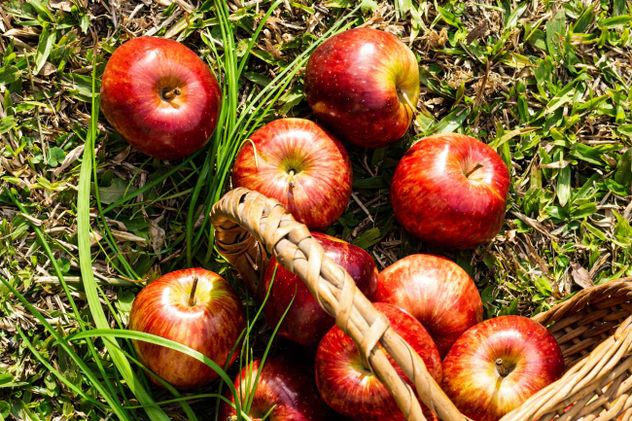 Los beneficios de la manzana para la salud. 