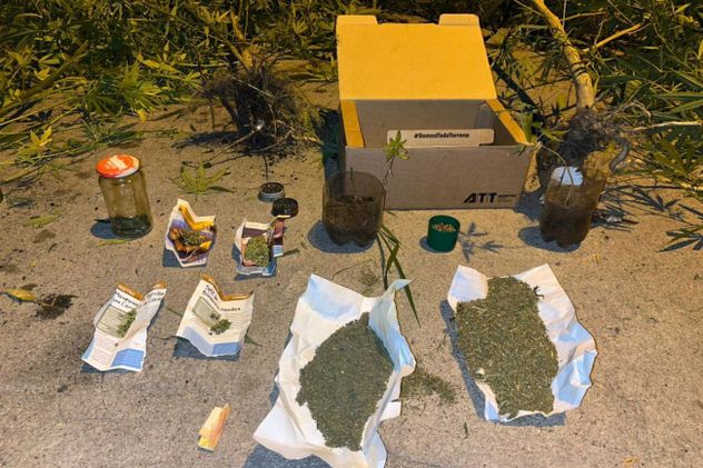 Operativo en barrio 1° de Mayo: un detenido y más de 60 plantas de cannabis incautadas.