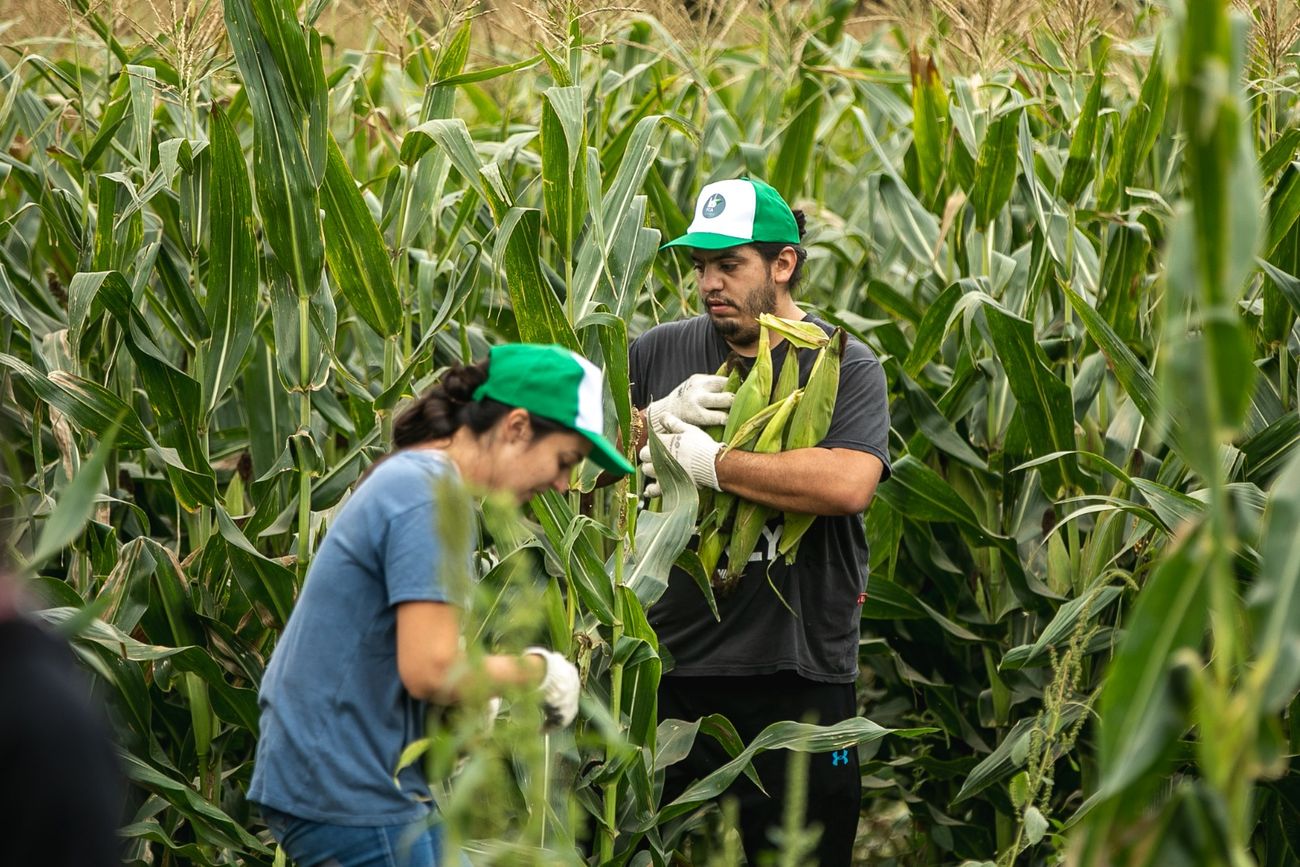 SOLIRADIDAD. El 26 de marzo se hará la "Chocleada Solidaria" en el campo de la FCA-UNC. (FCA)