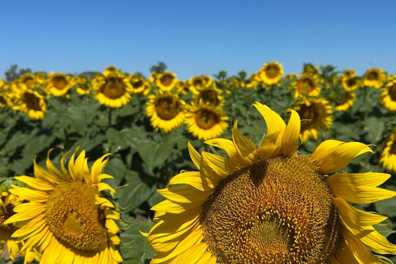 FLORECE. El girasol acumula volumen y buenos precios en la actual campaña.