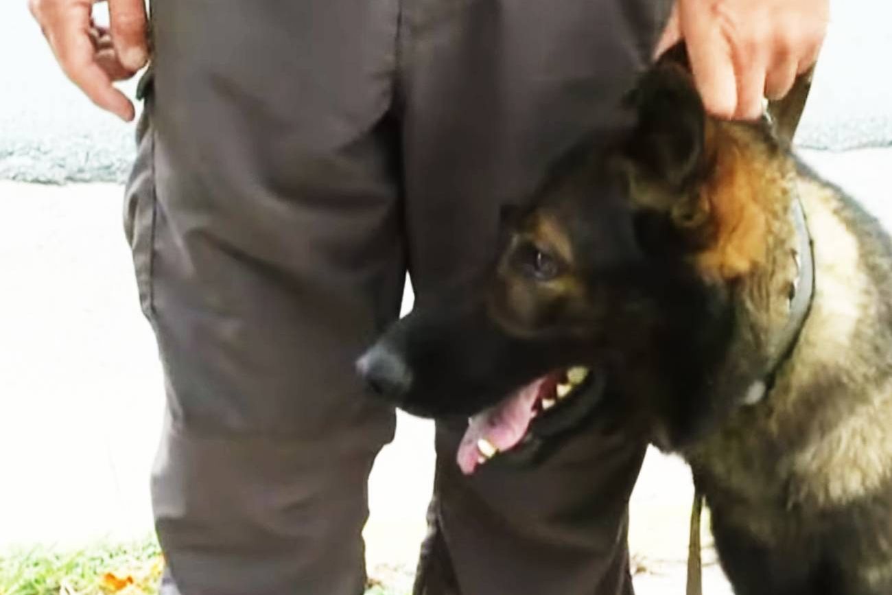 Shamal, uno de los perros que estuvo en el rastreo de Esmeralda.