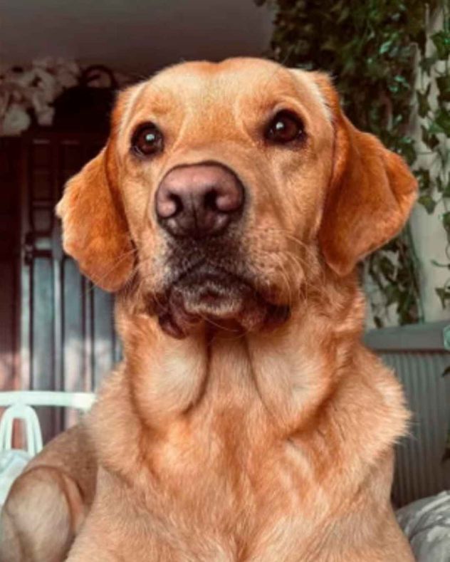 Un perro desentierra una posible conexión con un notorio caso de asesinato del siglo XIX en Devon. 