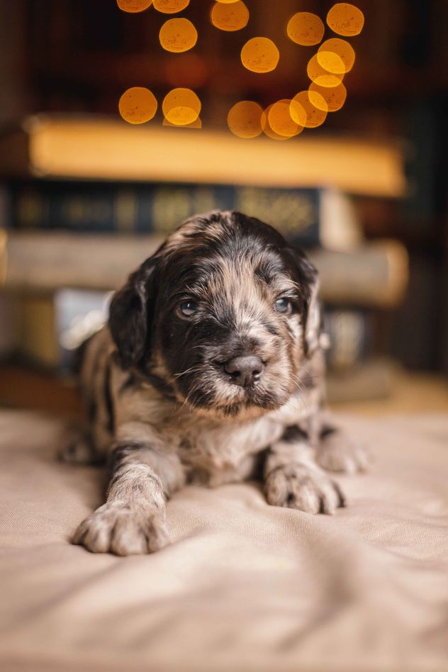 El Día del Cachorro se celebra el 23 de marzo de cada año. Esta fecha busca concientizar sobre la adopción responsable, combatir el maltrato y frenar la venta indiscriminada en criaderos.