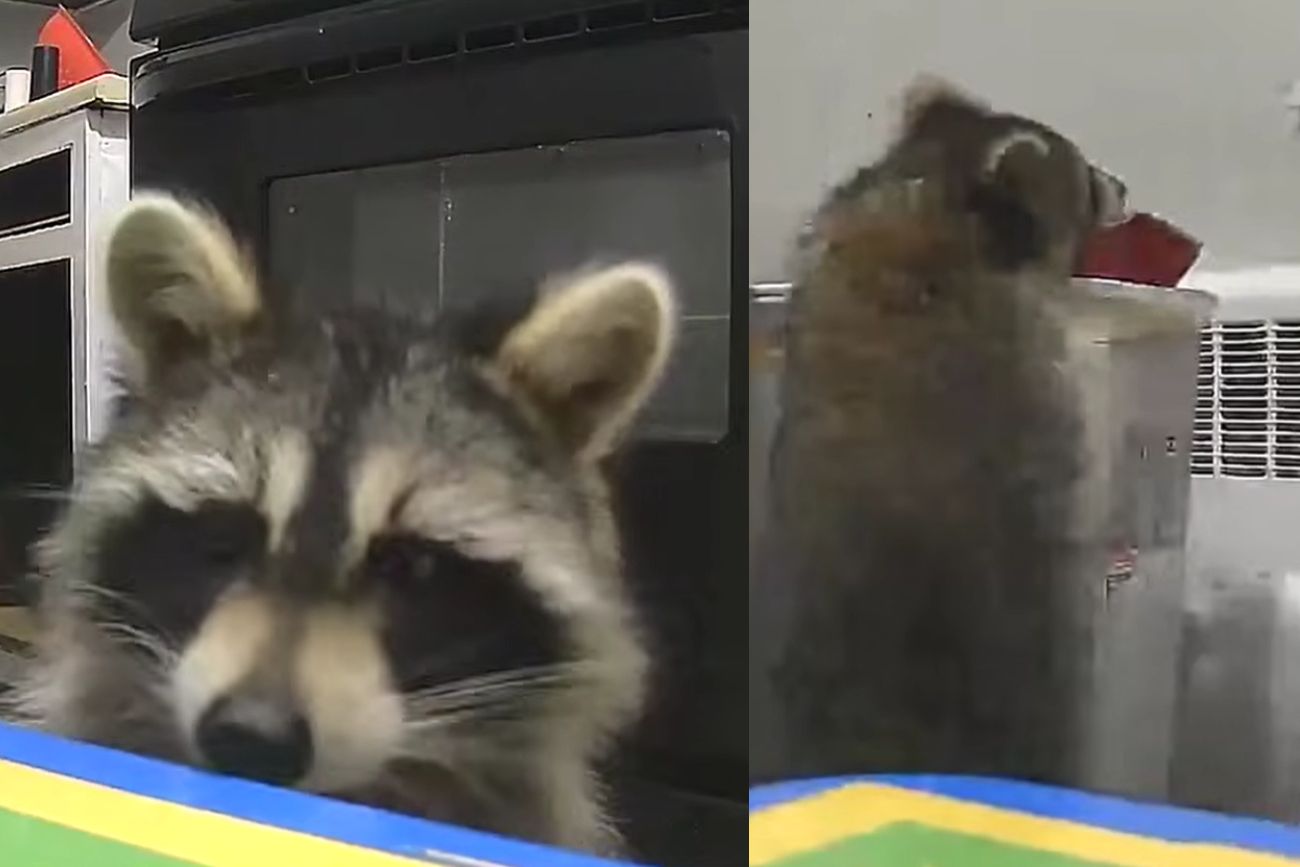 "Parecía un ladrón": una madre instaló cámaras por ruidos extraños y descubrió a un mapache viviendo en su cocina