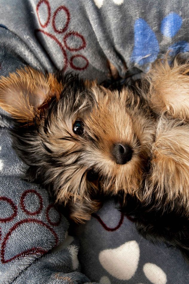 El Día del Cachorro se celebra el 23 de marzo de cada año. Esta fecha busca concientizar sobre la adopción responsable, combatir el maltrato y frenar la venta indiscriminada en criaderos.