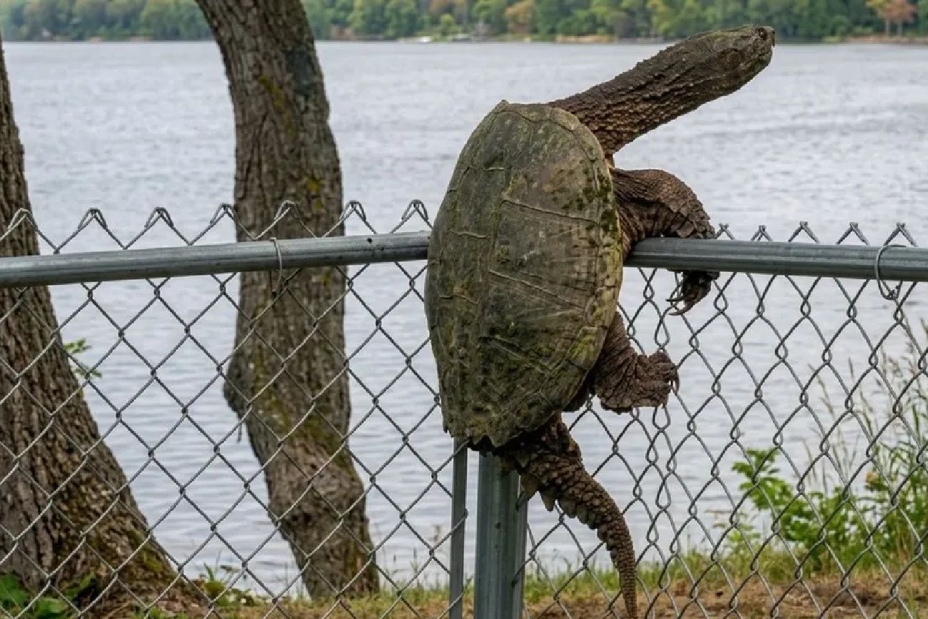 Así es la tortuga.