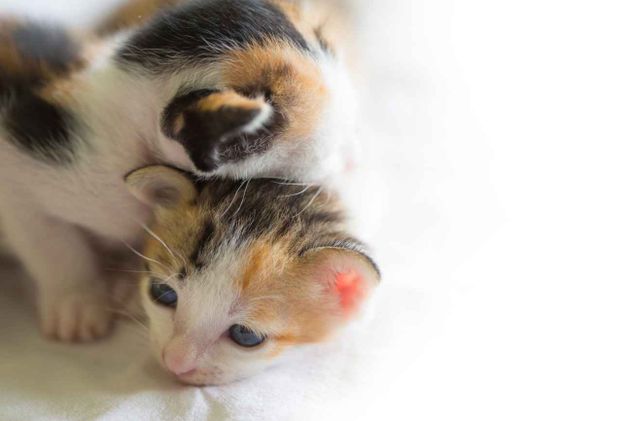 El Día del Cachorro se celebra el 23 de marzo de cada año. Esta fecha busca concientizar sobre la adopción responsable, combatir el maltrato y frenar la venta indiscriminada en criaderos.