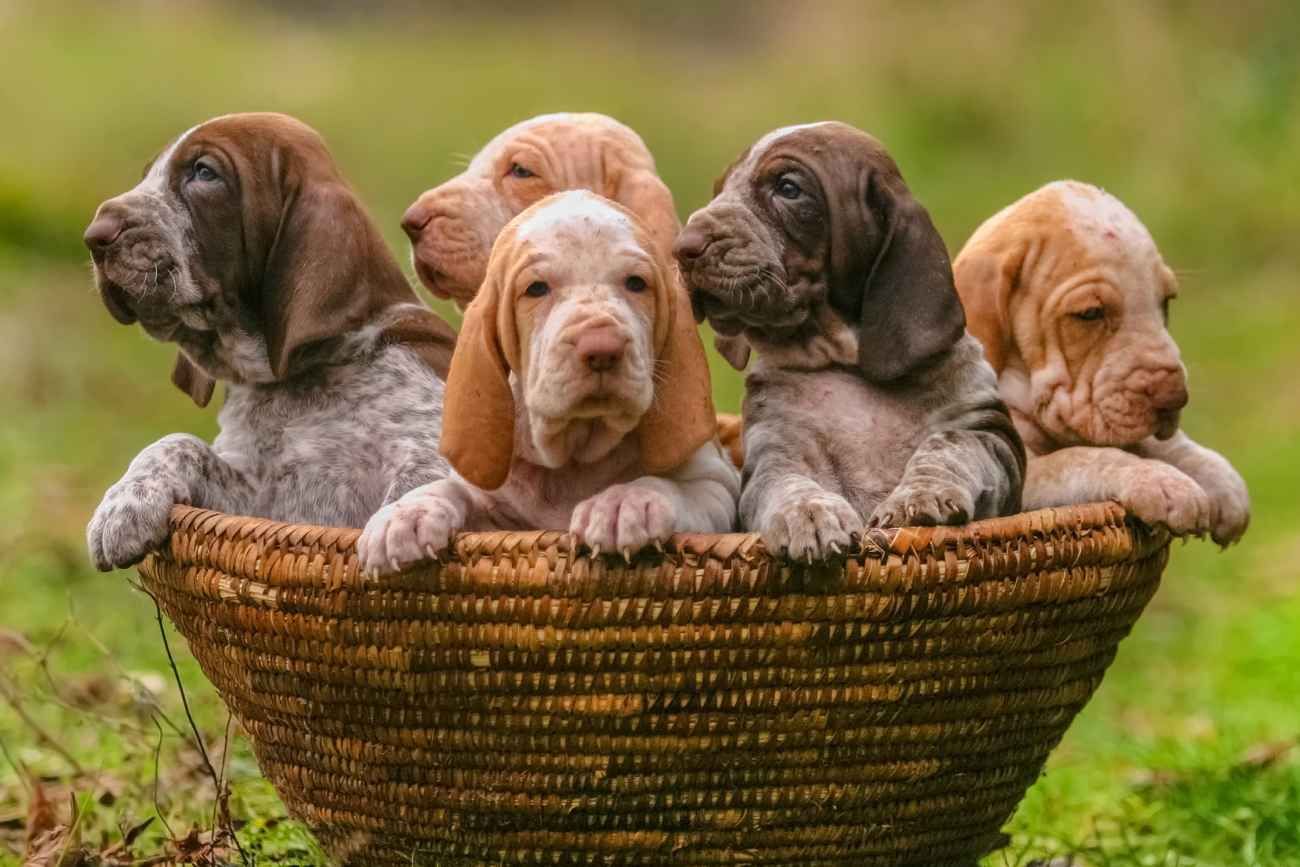 Las 5 razas de perros más tranquilas para tener en casa.