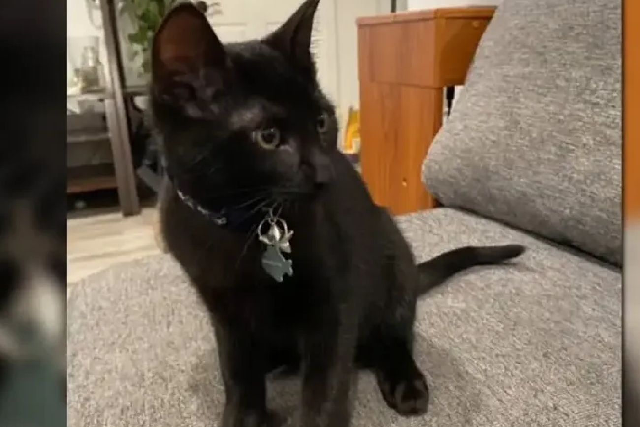 El gato que lo salvó.