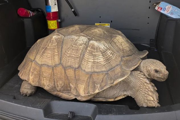 Así es la tortuga.