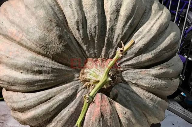 Productor cosechó un zapallo de 135 kilos.