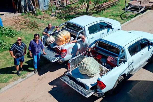 Productor cosechó un zapallo de 135 kilos.