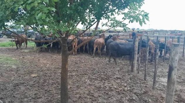 Lajoya.agro denunció el robo de sus animales.