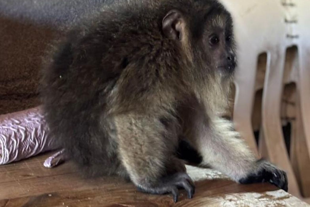 Rescataron a un mono carayá que apareció en el comedor de una vivienda en Córdoba