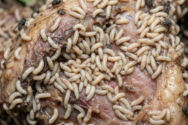 La cocina puede convertirse en el lugar más propicio para la aparición de pequeños insectos y larvas. 