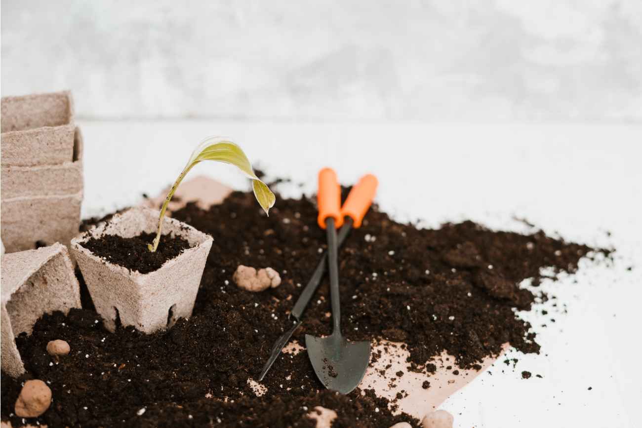 La tierra de las plantas puede cambiar de aspecto de un día para otro y llenarse de una capa blanca que desconcierta a simple vista.