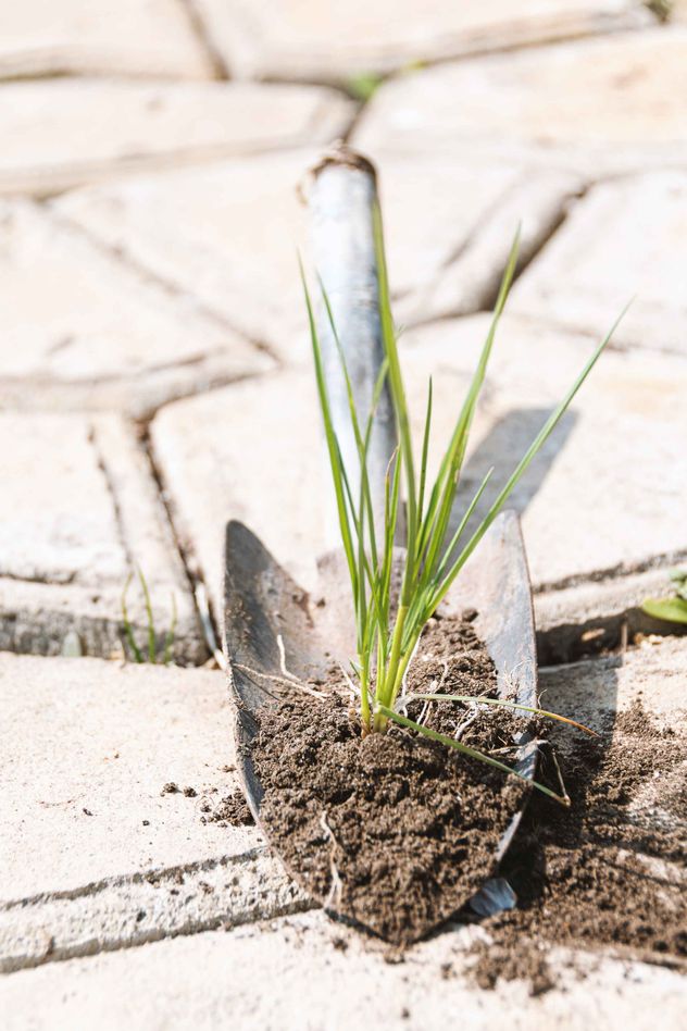 La tierra de las plantas puede cambiar de aspecto de un día para otro y llenarse de una capa blanca que desconcierta a simple vista.