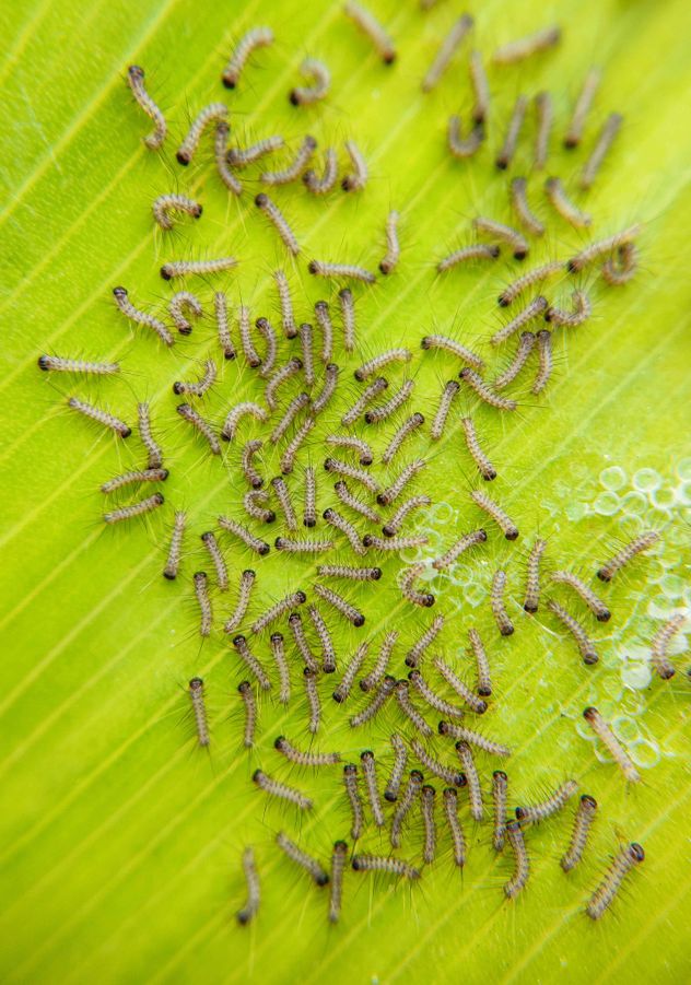 La cocina puede convertirse en el lugar más propicio para la aparición de pequeños insectos y larvas. 