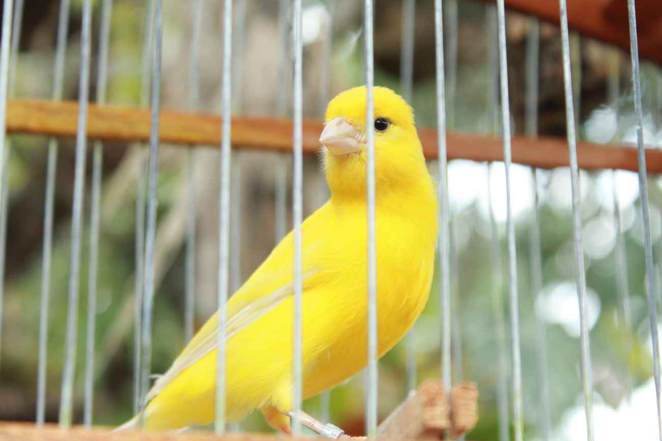 Neurocientíficos descubrieron que el canto de los canarios puede descifrar el lenguaje humano.