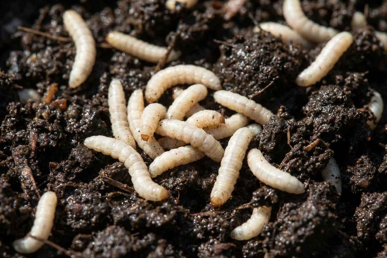 La cocina puede convertirse en el lugar más propicio para la aparición de pequeños insectos y larvas. 