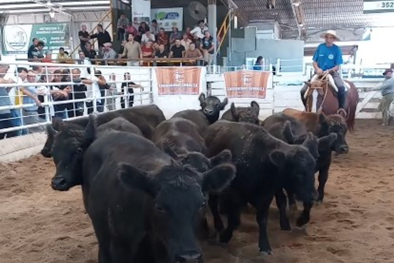 PRECIOS GANADEROS. Un pequeño lote de terneros livianos alcanzó los $ 8.000 en Jesús María. 