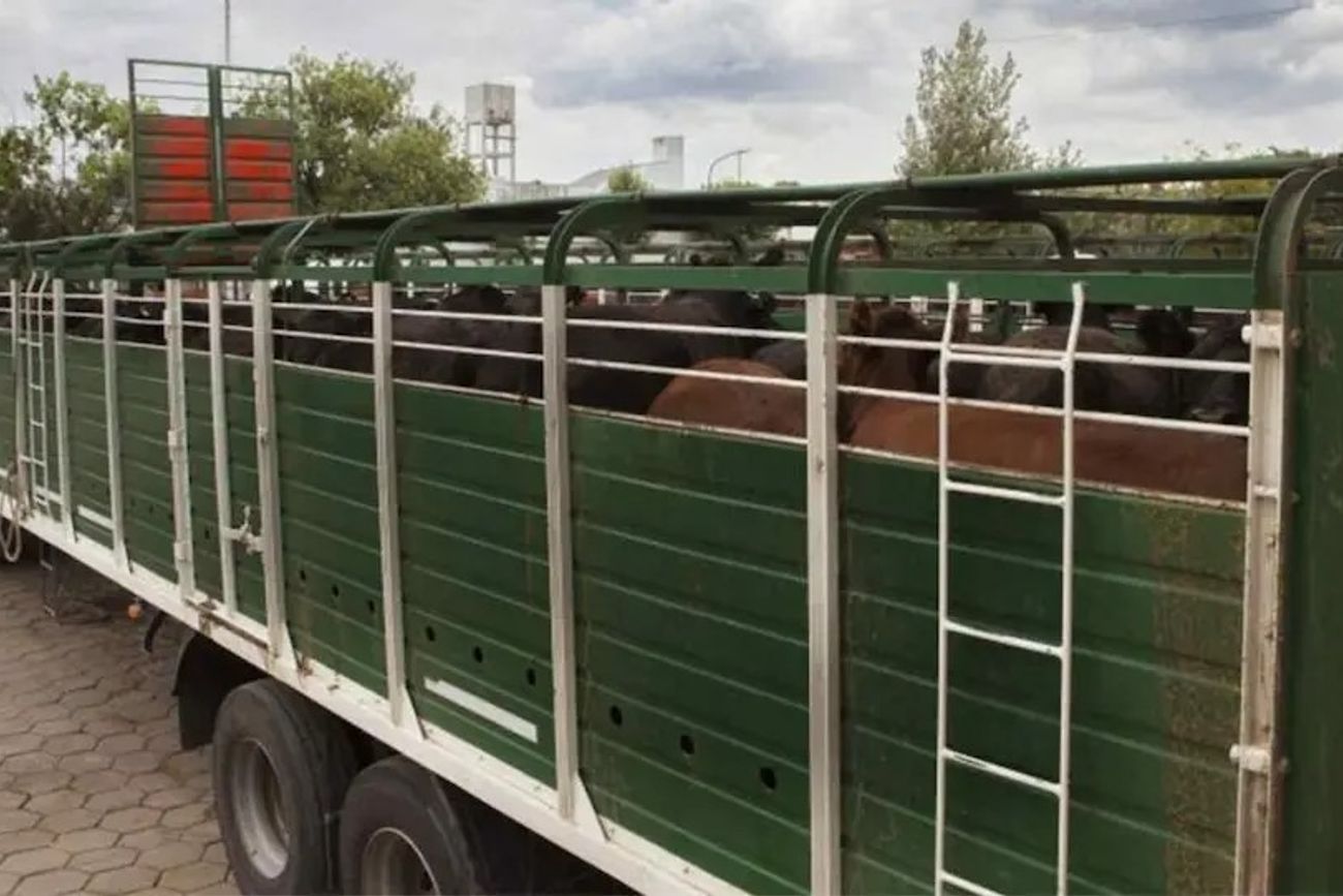 EL COSTO POR TRASLADAR. En algunos lugares de la provincia, municipios cobran hasta $ 7.000 pesos por cada animal que se traslada.