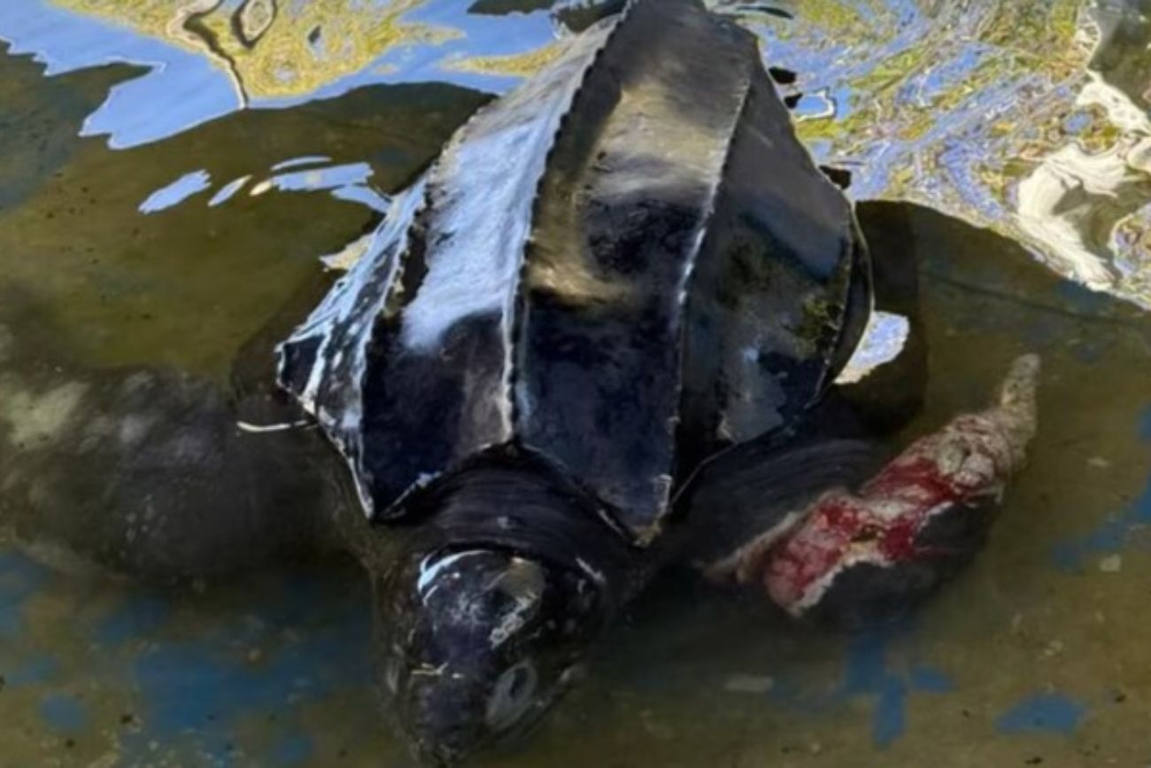 Rescataron a una tortuga gigante en Villa Gesell: tras esfuerzos por salvarla falleció