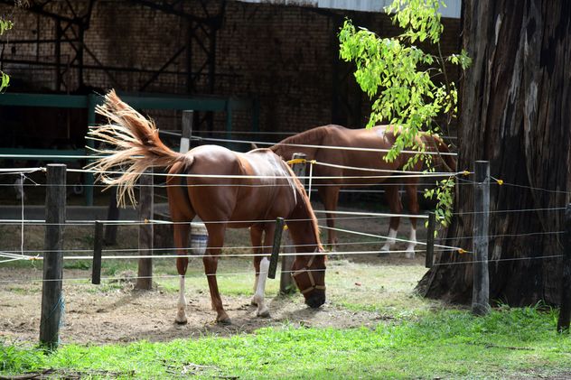 Caballos de carrera en el Jockey Club Córdoba.