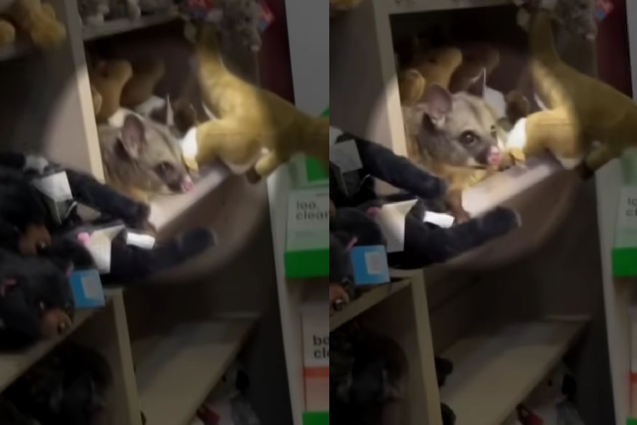 Una zarigüeya se hizo pasar por un peluche y el video se volvió viral