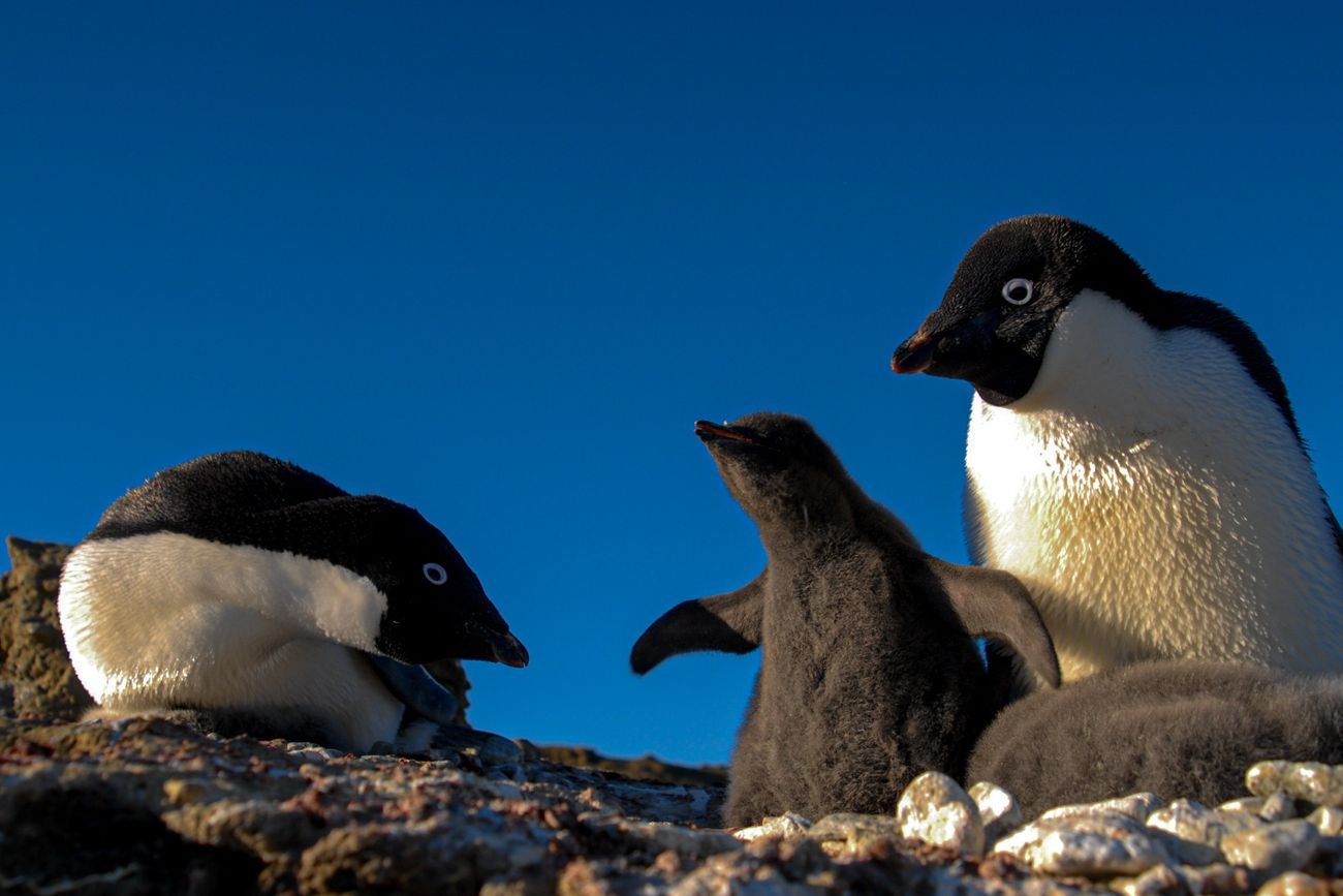 Pinguinos en la Antártida.