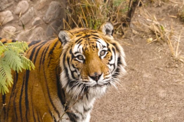 Tigre Diego, Parque de la Biodiversidad (Foto: Municipalidad de Córdoba)