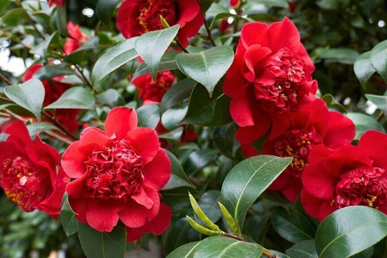Cómo es la camelia japonesa y por qué es perfecta para balcones pequeños