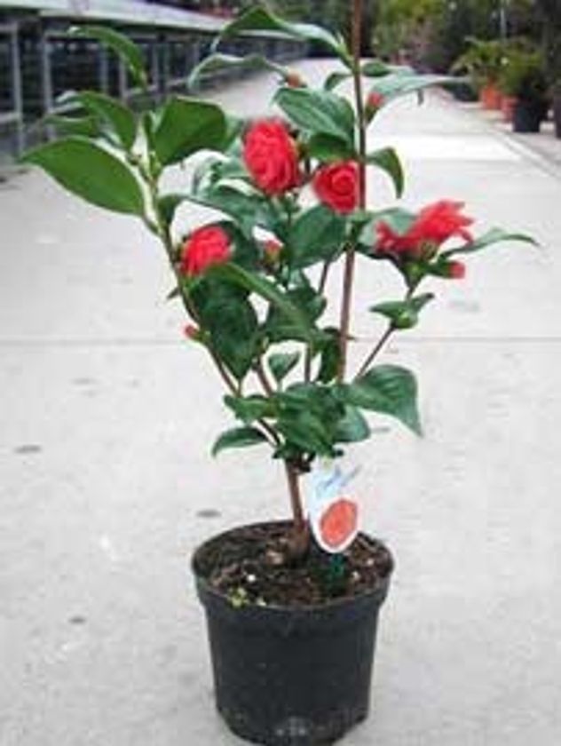Qué es la camelia japonesa y por qué es perfecta para balcones pequeños.