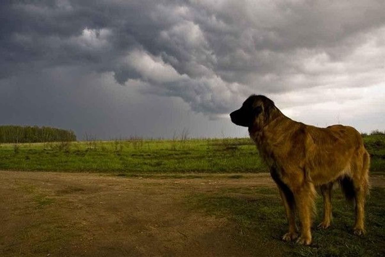 Cómo proteger a tu perro durante tormentas y prevenir que se pierda.