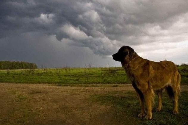 A perros mayores a 15 kilos e individuos potencialmente peligrosos serán registrados mediante un chip en Santa Fe.