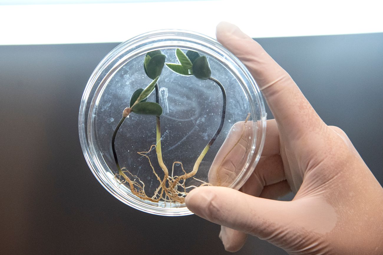 TECNOLOGÍA. Los bioinsumos crecen de la mano de la investigación. Con un mercado creciente El gran desafío es incorporarlos a la agricultura, a través del conocimiento y la capacitación.
