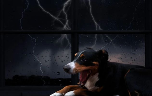 Cómo proteger a tu perro durante tormentas y prevenir que se pierda.