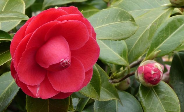 Qué es la camelia japonesa y por qué es perfecta para balcones pequeños.