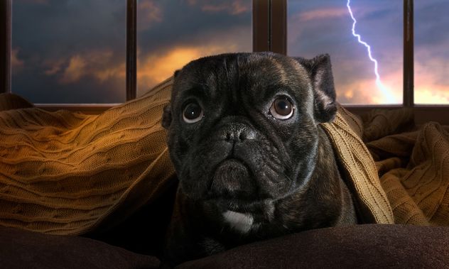 Cómo proteger a tu perro durante tormentas y prevenir que se pierda.